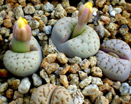 Lithops bromfieldii var. mennellii (L. Bol.) B. Fearn, CSJ (US) 42 (1970)2: 92